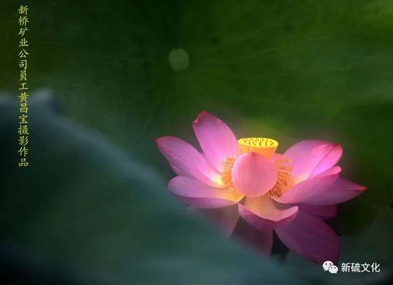 狼人无码精华av午夜精品